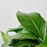 Spathiphyllum 'Peace Lily' Houseplant