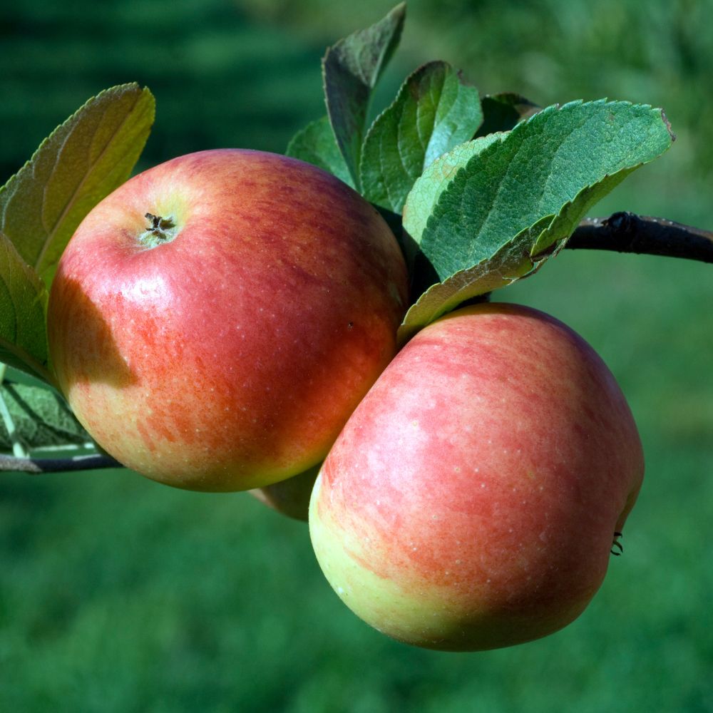 Cortland Apple Tree