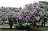 Muskogee Crape Myrtle Tree
