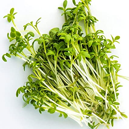 Organic Curled Cress Seeds – 20 Seeds