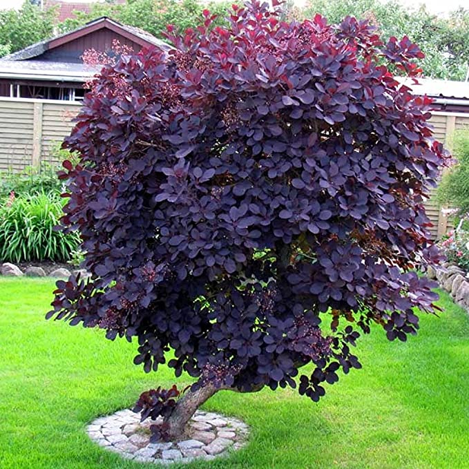 Royal Purple Smoke Tree (Continus Coggygria)