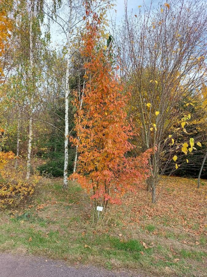 Allegheny Serviceberry Tree
