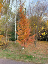 Allegheny Serviceberry Tree