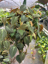 Velvet Philodendron Plant