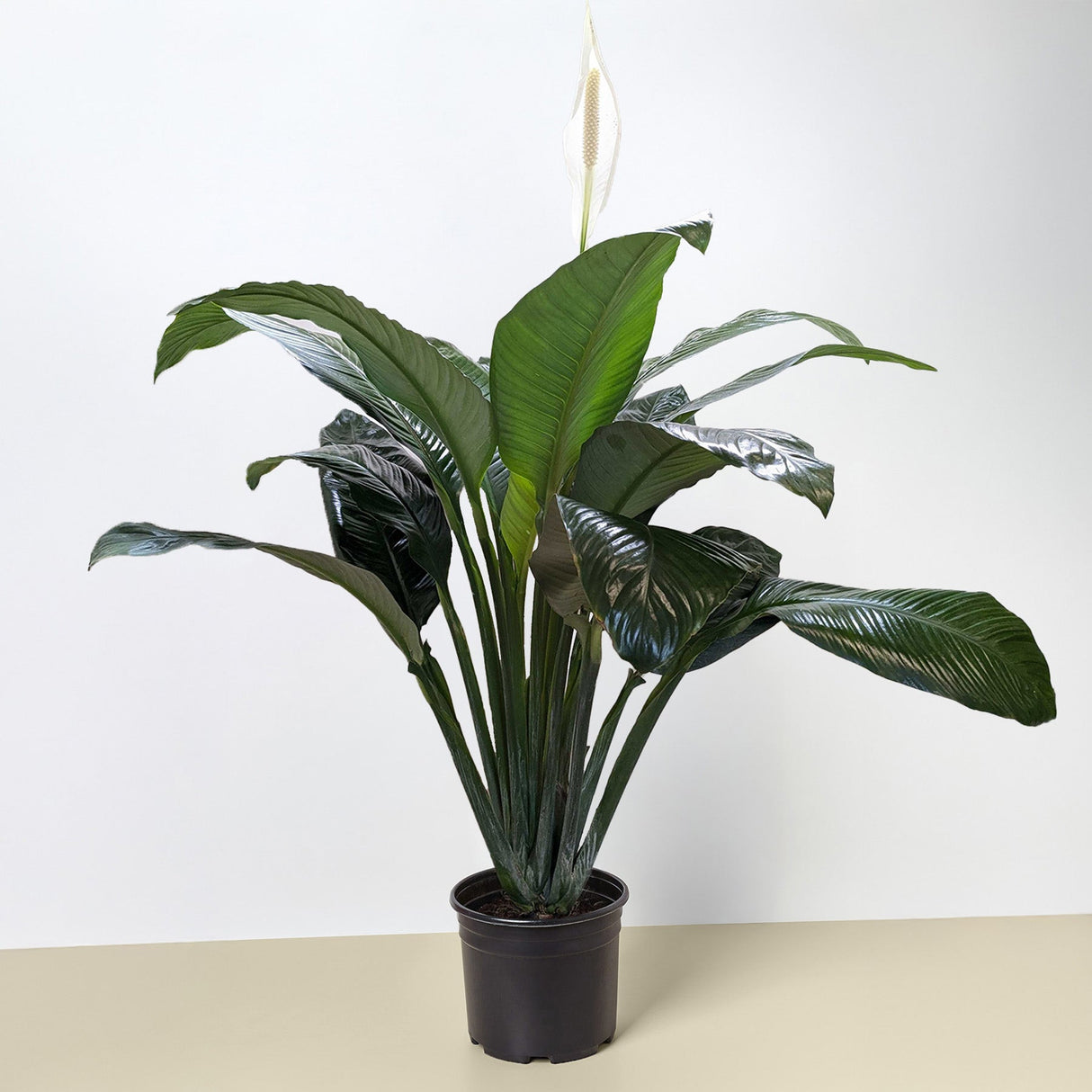 Spathiphyllum 'Peace Lily' Houseplant