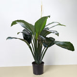 Spathiphyllum 'Peace Lily' Houseplant