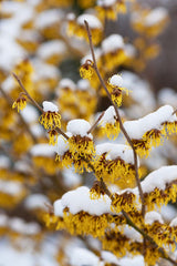American Witch-Hazel Shrub