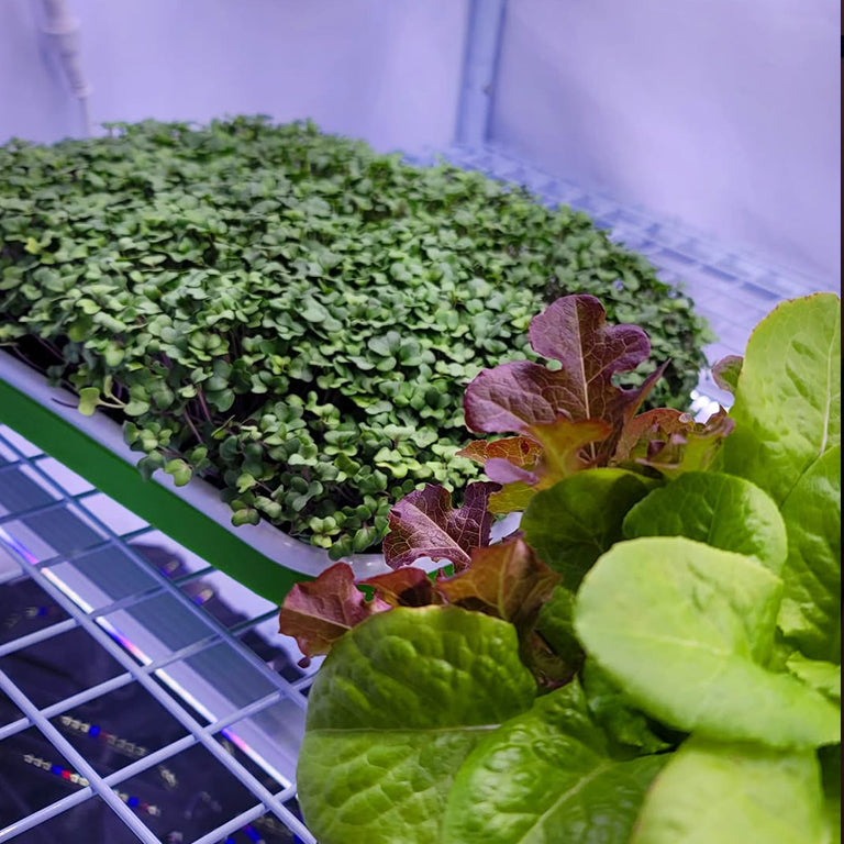 Clones & Cuttings 3-Tier Walden White LED Grow Tent Kit – Germination & Propagation System