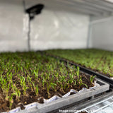 Clones & Cuttings 3-Tier Walden White LED Grow Tent Kit – Germination & Propagation System