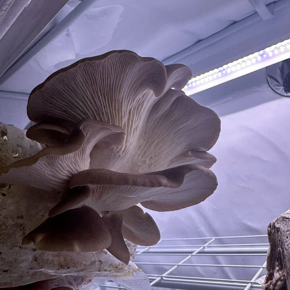 mushroom grow tent kit Mushroom Fruiting & Incubation 3-Tier Walden White LED Grow Tent Kit