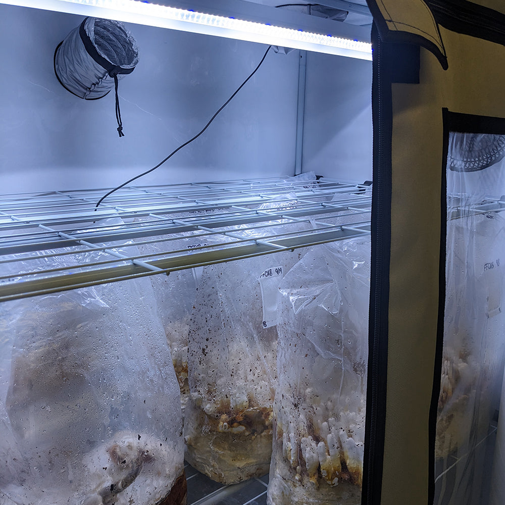 mushroom fruiting tent Mushroom Fruiting & Incubation 3-Tier Walden White LED Grow Tent Kit