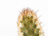 Gold Lace Cactus Plant