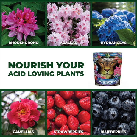 A promotional collage for GreenGro Acid Loving Plants, featuring photos of rhododendrons, azaleas, hydrangeas, camellias, strawberries, and blueberries around the text 'NOURISH YOUR ACID LOVING PLANTS' and a pouch of the plant food. The product packaging shows a lion graphic and the brand GreenGro.