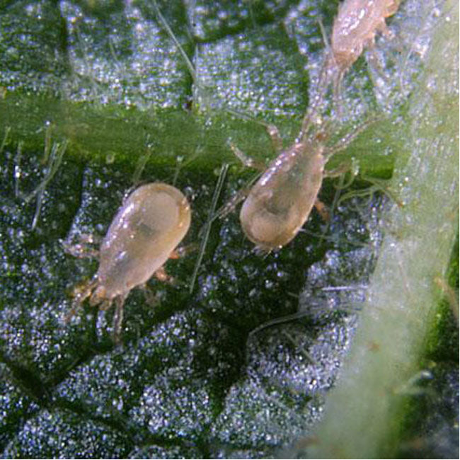 Close-up of aphids on a leaf