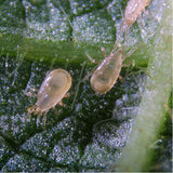 Close-up of aphids on a leaf