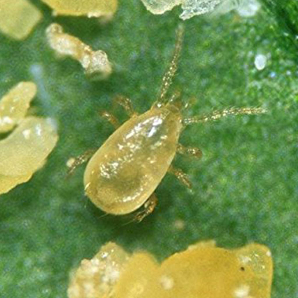 Small insect on a green leaf with a close-up view