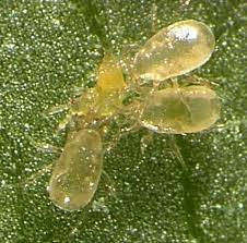 Two aphids on a leaf