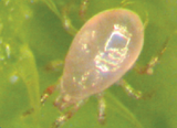 Amblyseius swirskii Predatory Mites – Control for Whiteflies, Thrips & Broad Mites