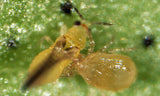 Amblyseius swirskii Predatory Mites – Control for Whiteflies, Thrips & Broad Mites