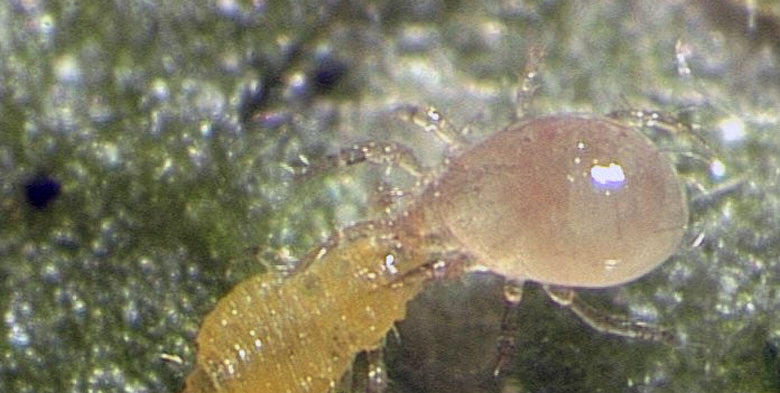 Amblyseius swirskii Predatory Mites – Control for Whiteflies, Thrips & Broad Mites