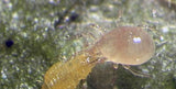 Amblyseius swirskii Predatory Mites – Control for Whiteflies, Thrips & Broad Mites