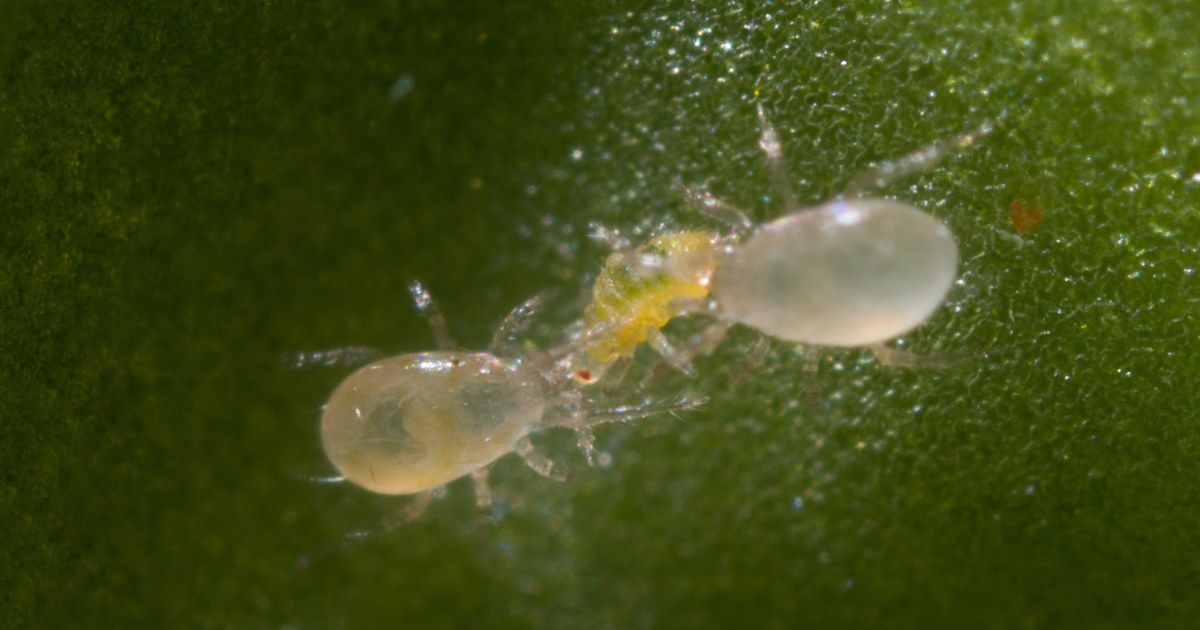Amblyseius swirskii Predatory Mites – Control for Whiteflies, Thrips & Broad Mites