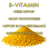 RAW B-Vitamin | Vitamin B1 + Magnesium Water-Soluble Plant Supplement