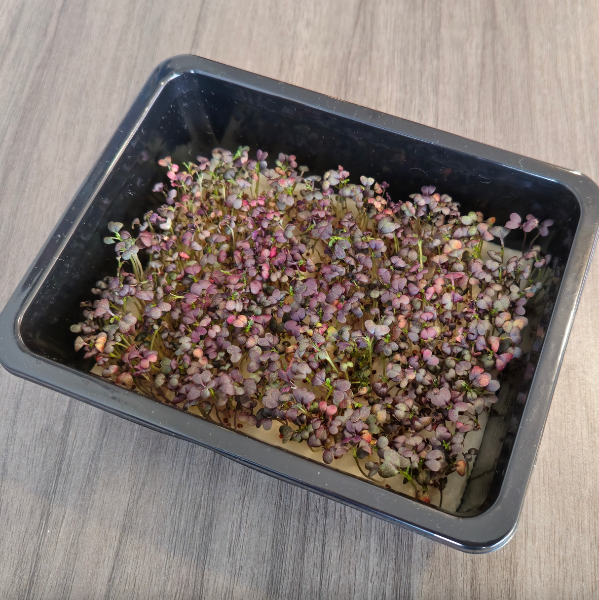 Basil Bicolor Microgreens Seeds with Grow Mat