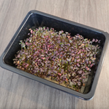 Basil Bicolor Microgreens Seeds with Grow Mat