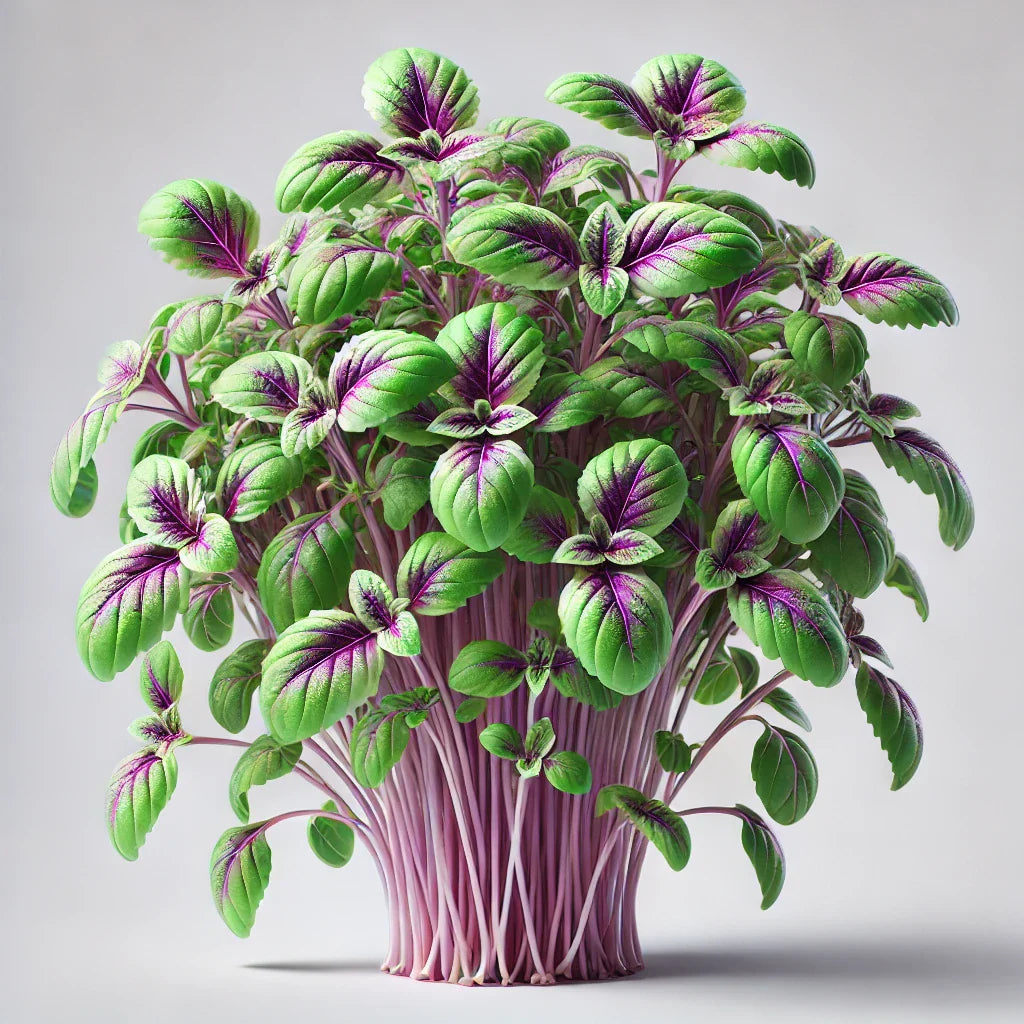 Basil Bicolor Microgreens Seeds with Grow Mat