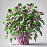 Basil Bicolor Microgreens Seeds with Grow Mat