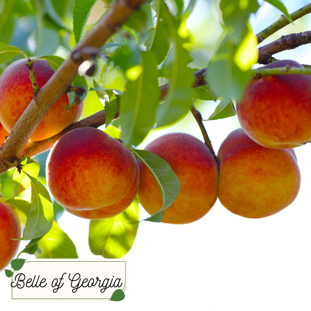 Peach Tree Bundle