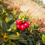 Ben Lear Cranberry Bush