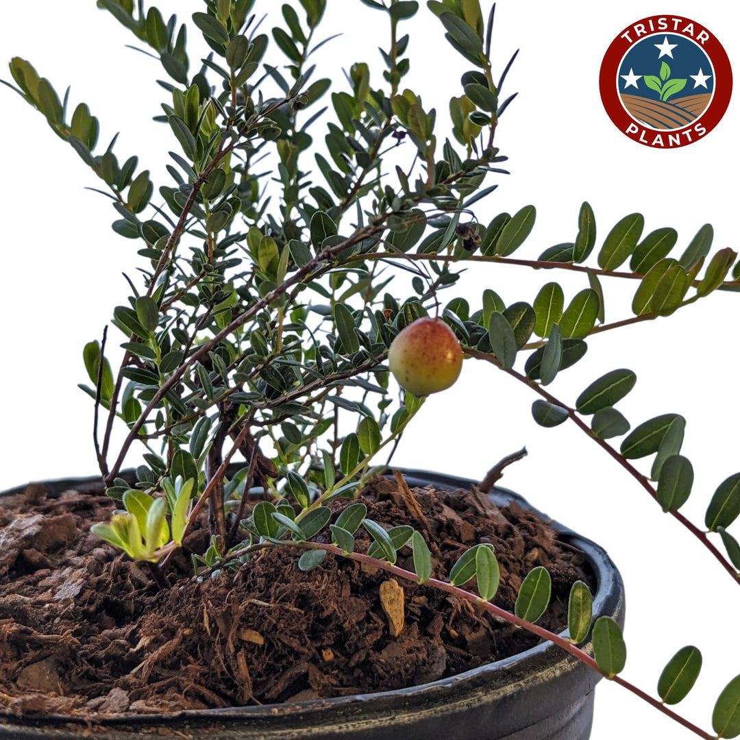 Ben Lear Cranberry Bush