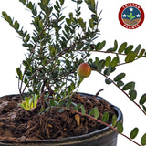 Ben Lear Cranberry Bush