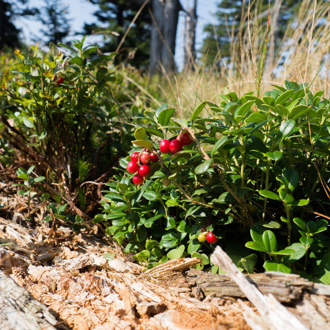 Ben Lear Cranberry Bush