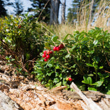 Ben Lear Cranberry Bush