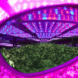 Method Seven Cultivator Blurple LED Classic Grow Room Glasses