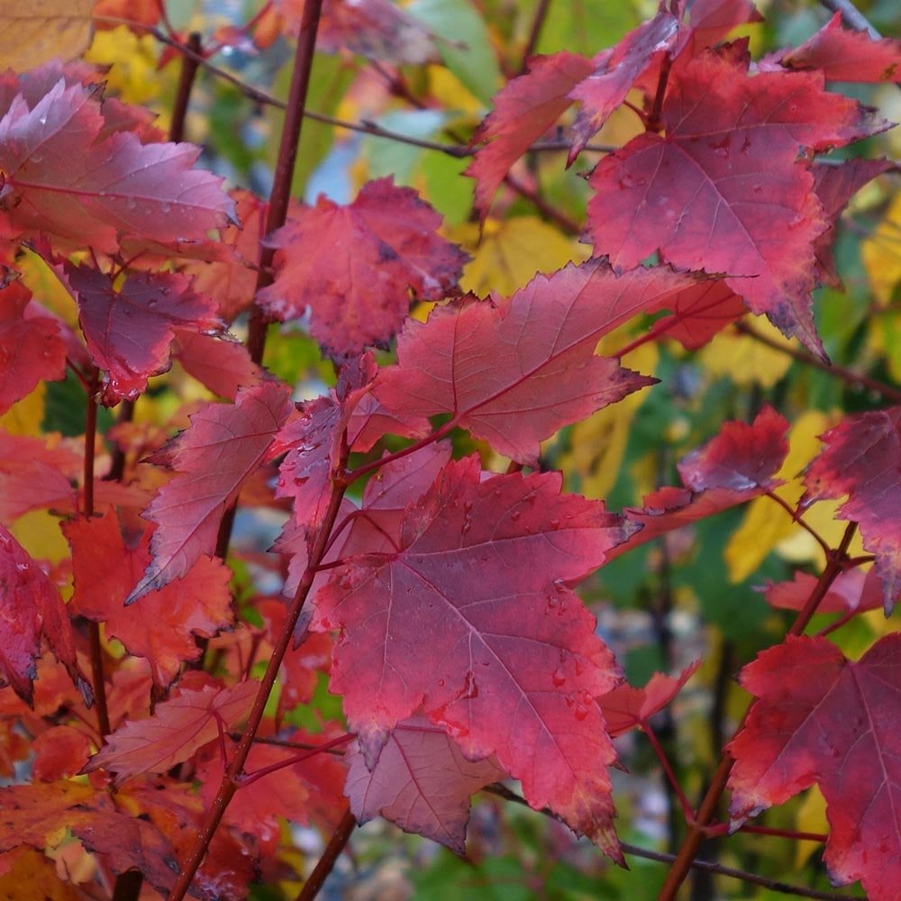 Burgundy Belle Maple Tree