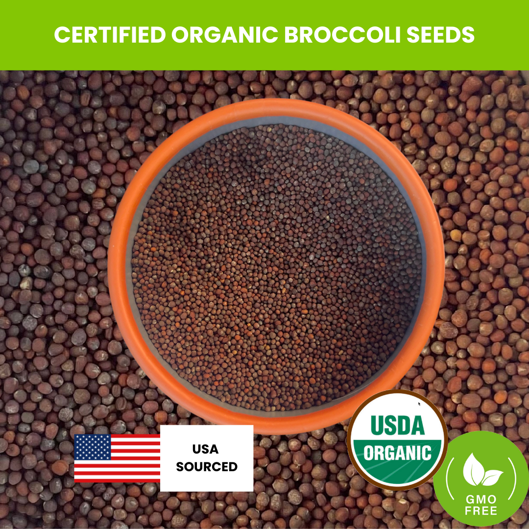 ZestiGreens Organic Broccoli Seeds – Sprouts & Microgreens