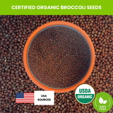 ZestiGreens Organic Broccoli Seeds – Sprouts & Microgreens