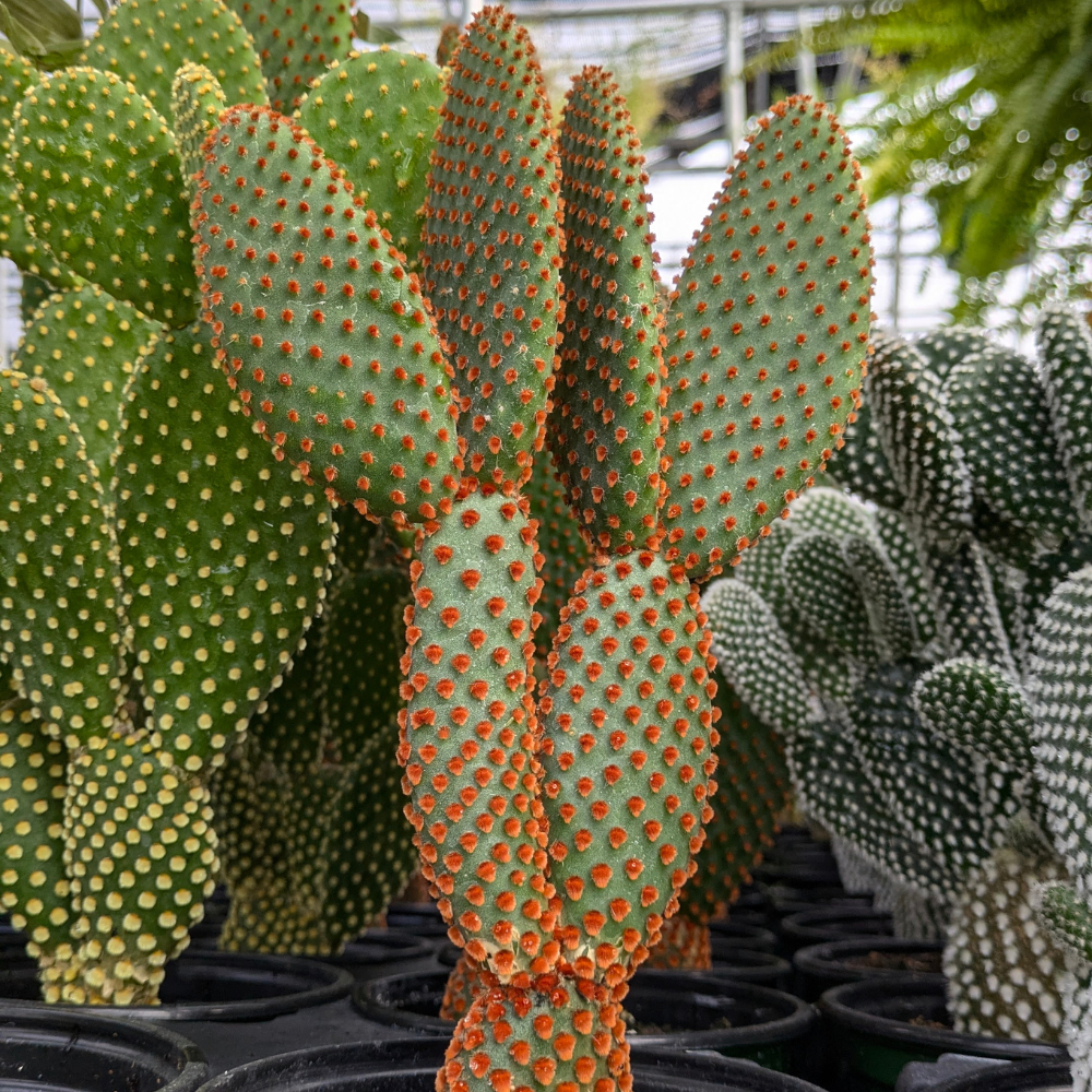 Bunny Ear Cactus Plant