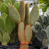 Bunny Ear Cactus Plant
