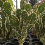 Bunny Ear Cactus Plant