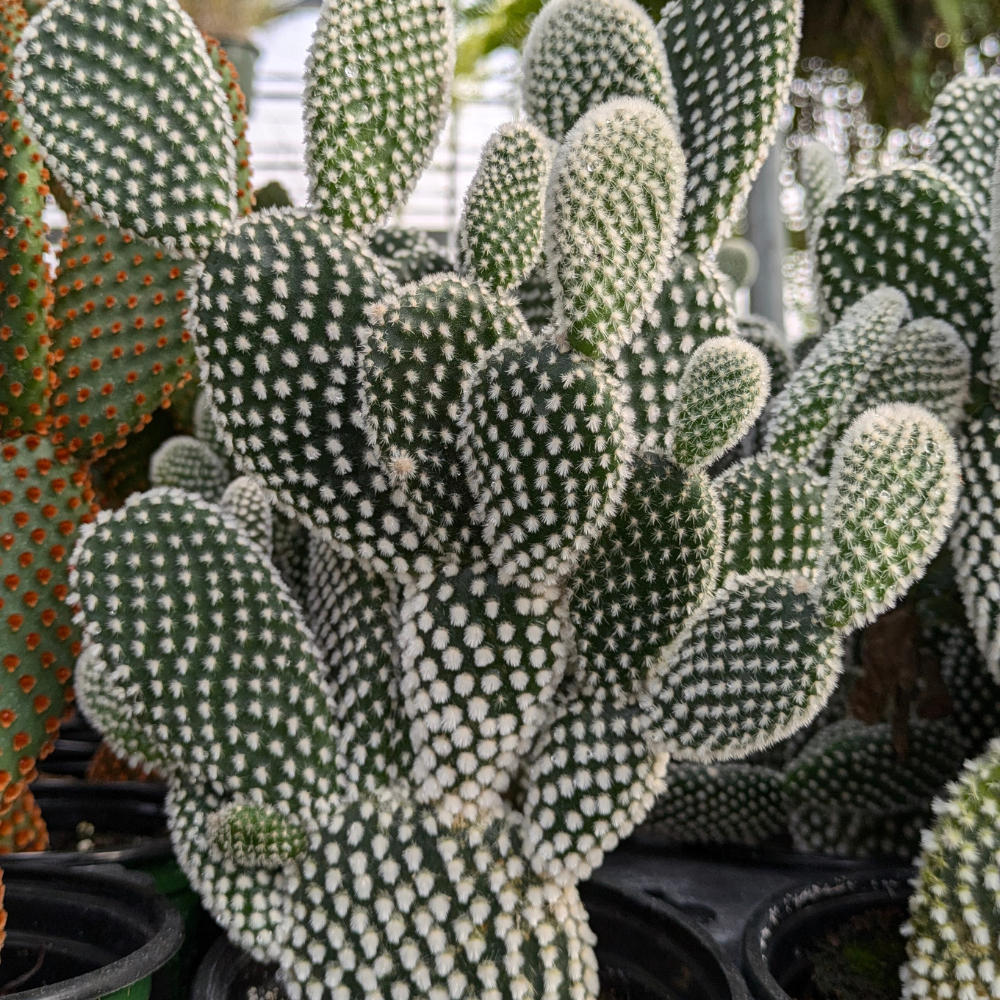 Bunny Ear Cactus Plant