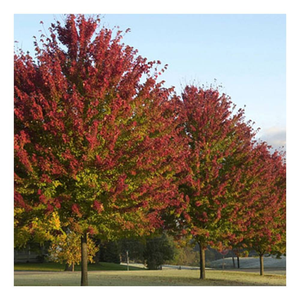 Burgundy Belle Maple Tree