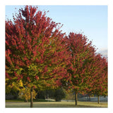 Burgundy Belle Maple Tree