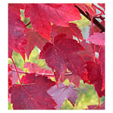 Burgundy Belle Maple Tree