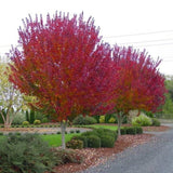 Burgundy Belle Maple Tree