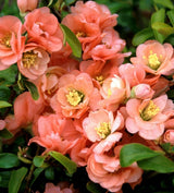 Cameo Flowering Quince Shrub - Chaenomeles speciosa ‘Cameo’